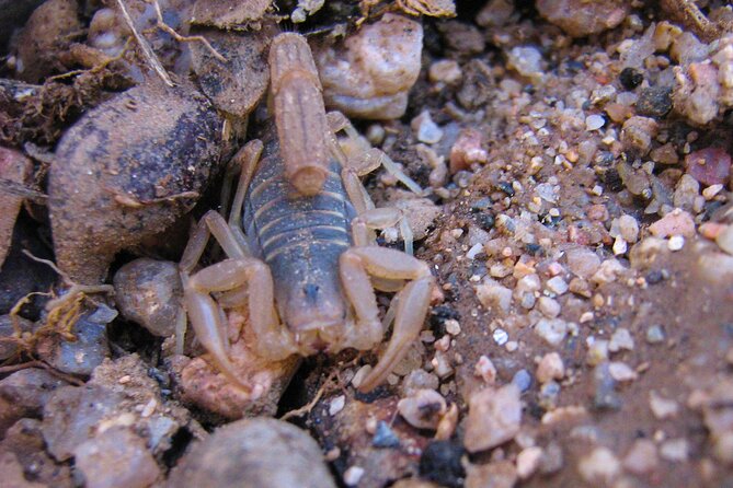 Half-Day Private Reptile Hunting in The Sonoran Desert - The Sum Up