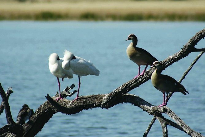 Half Day Safari Tour From Johannesburg - Product Details and Pricing