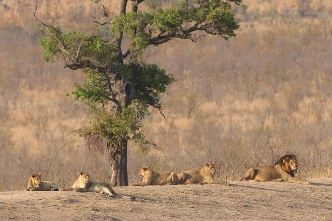 Half Day Safaris By Robbie Williams Safaris - Questions and Help Center