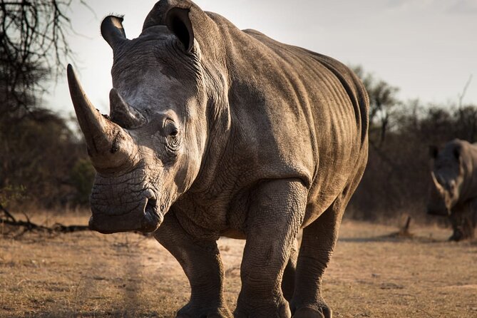 Half-Day Tour to Rhino And Lion Reserve in Krugersdorp - Terms and Conditions for the Tour