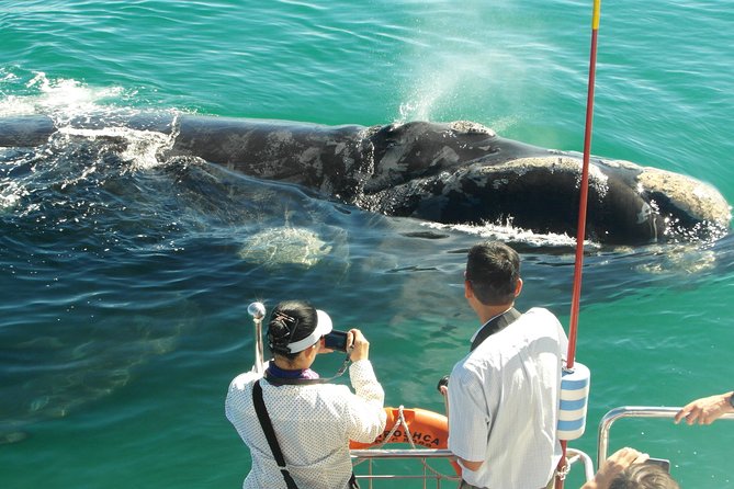 Hermanus Whale Watching Boat Trip With Shared Transfers From Cape Town - Reviews