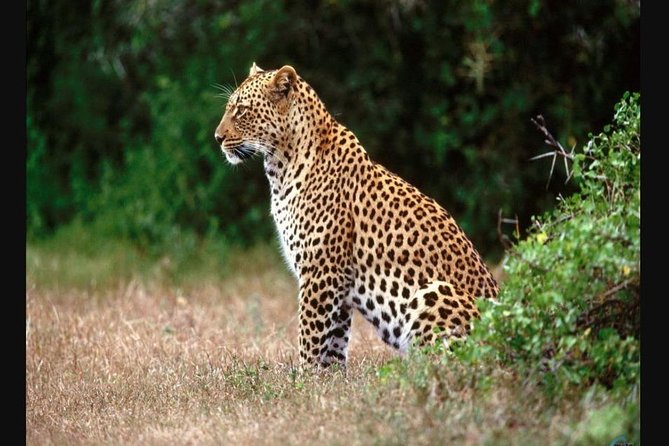 Hluhluwe Imfolozi Game Reserve & Phezulu Culture 2 Day Combo Tour From Durban - Pricing