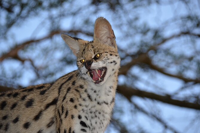 Hluhluwe Safari & Emdoneni Wild Cat Project Day Tour From Durban - Up-Close Encounter With Cheetahs, Serval Cats, African Wildcats, and Caracal