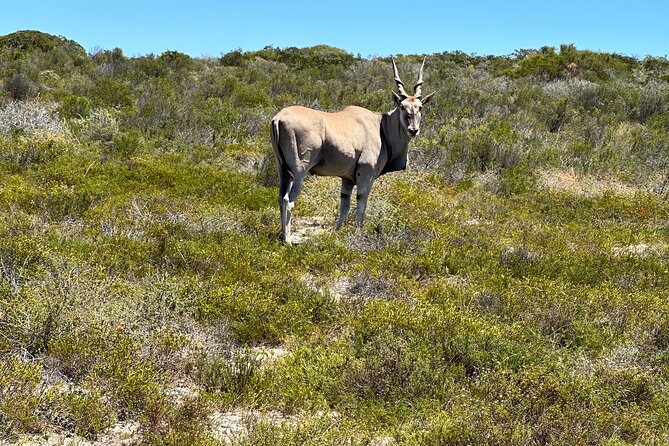 Horse Back Safari on the West Coast - Questions and Help Center Information