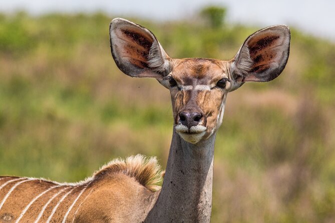 Isimangaliso Sunset Game Drive - Copyright and Terms