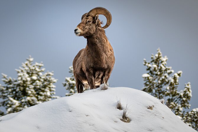 Jackson 4-Day and 3-Night Grand Teton and Yellowstone Winter Tour - Booking Information