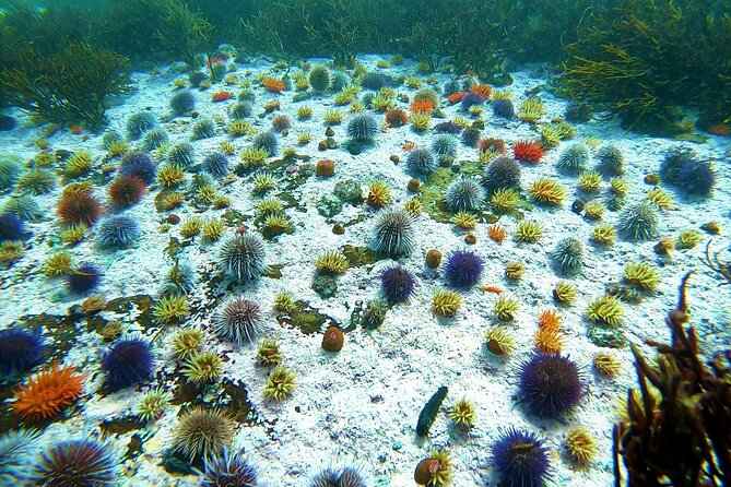 Kelp Forest Snorkeling in Cape Town - What to Expect During the Snorkeling Trip