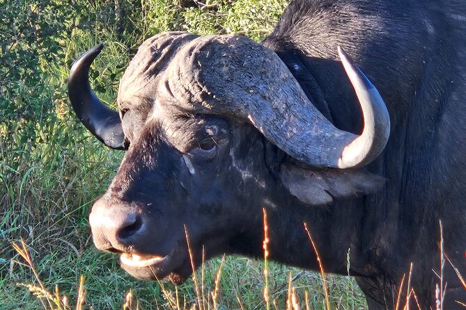 Kruger National Game Park Three Day PRIVATE Tour - Pricing and Availability