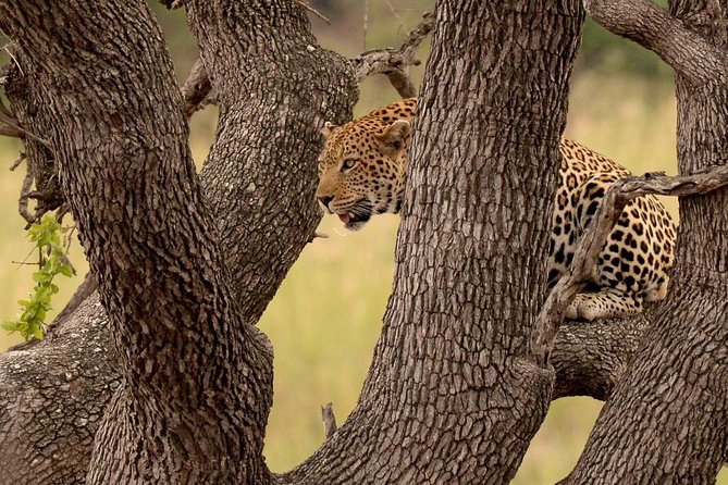 Kruger National Park 2 Days 1 Night Magical Safari From Johannesburg - Traveler Photos and Reviews