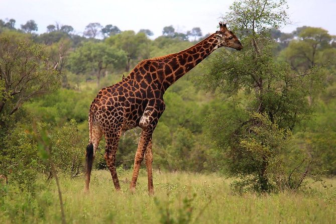 Kruger National Park 3 Days 2 Nights Magical Safari From Johannesburg - Booking and Pricing Information