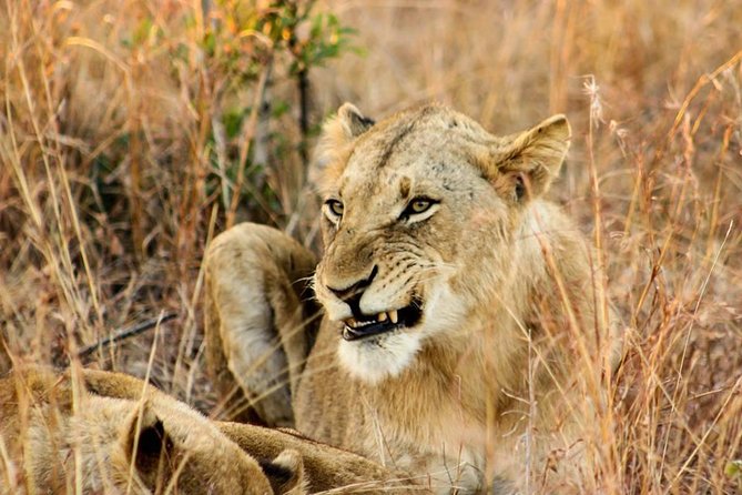 Kruger National Park Full-Day Safari From Hazyview - Common Questions