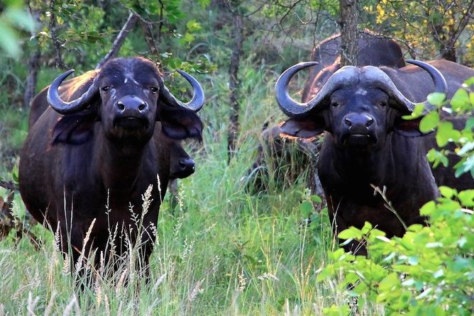 Kruger National Park Full Day Safari Tour - Safari Gear Recommendations