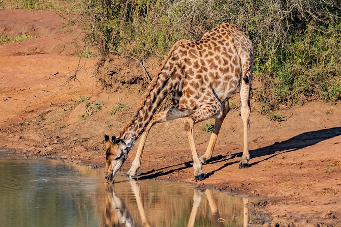 Kruger National Park L Private Afternoon Safari From Hazyview - Reviews and Pricing