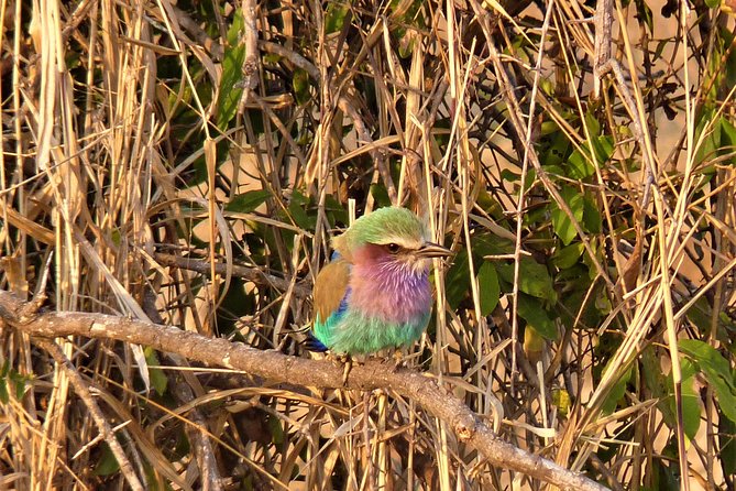Kruger National Park Morning Game Drive From Hazyview - Common Questions