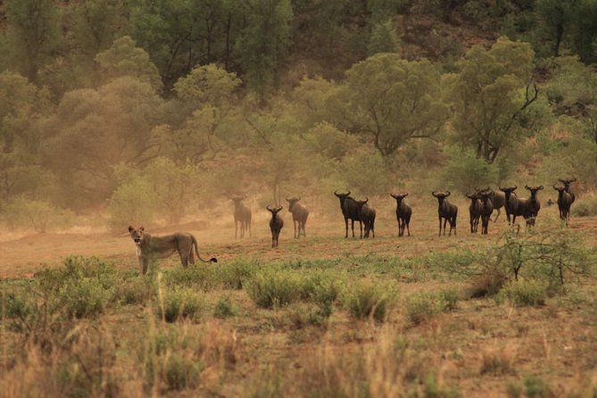 Kruger National Park Private Full-Day Safari - Private Safari Vehicle & Guide - Tour Schedule and Wildlife Viewing