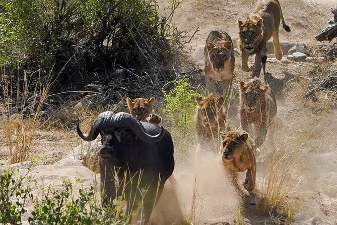 Kruger National Park - Private Full Day Safari Trip. - Guides Expertise