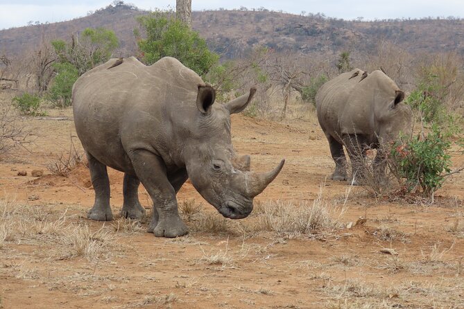 Kruger National Park - Private Sunrise Half Day Safari Trip. - Common Questions