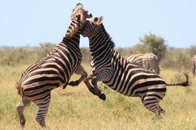 Kruger National Park Sunrise Half-Day Safari Tour - Kruger National Park Entrance Fees