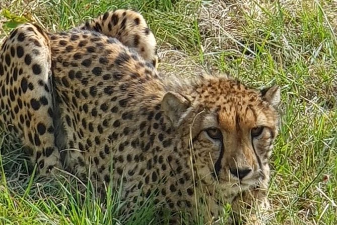 Lesedi Cultural Village and Lion Mini Safari - Small Group Tour Experience