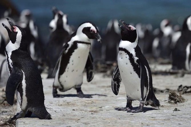 Luxury 2-Day In & Out Garden Route Safari Tour - Wildlife Encounters