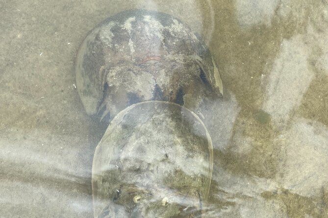 Manatee and Dolphin Kayak Tour - Maximum Traveler Capacity