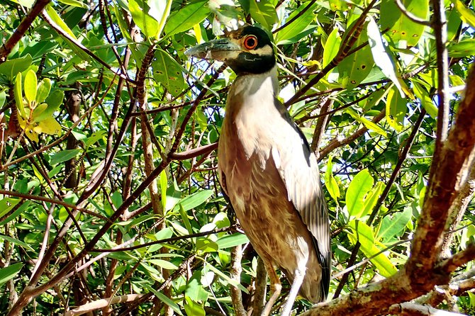 Mangrove SUP Safari - Common Questions