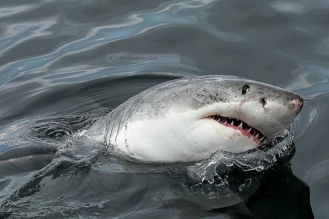 Marine Big 5 Full Day Guided Return Transfer Cape Town - Gansbaai - Best of the South African Coast