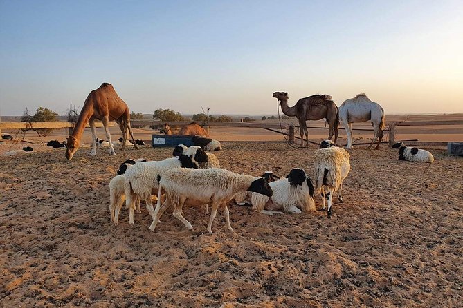 Merzouga Desert Morocco - End Point and Cancellation Policy