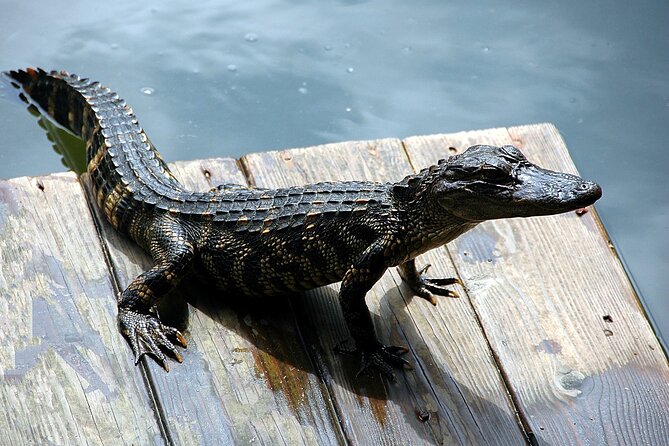 Miami Full Day Self-Guided Sightseeing Tour W/ Cruise and Everglades Airboat - Traveler Photos and Reviews