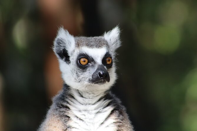 Monkeyland Guided Tour in Plettenberg Bay - Traveler Photos and Reviews