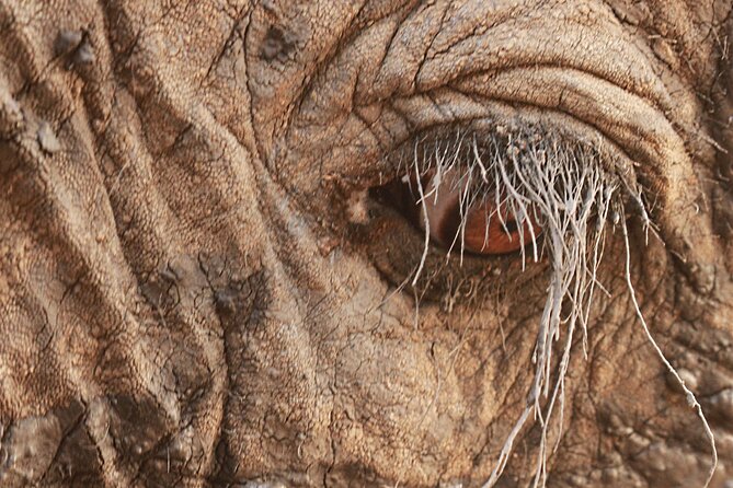 Morning Game Drive Safari Near Hoedspruit - Traveler Photos