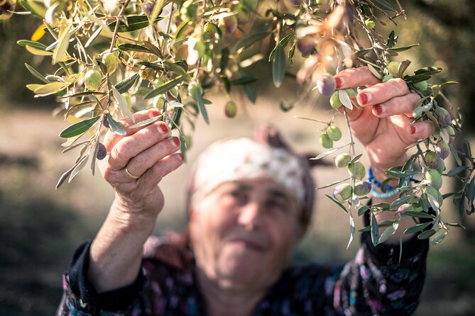 Olive Oil Private Tour in Portugal - The Sum Up