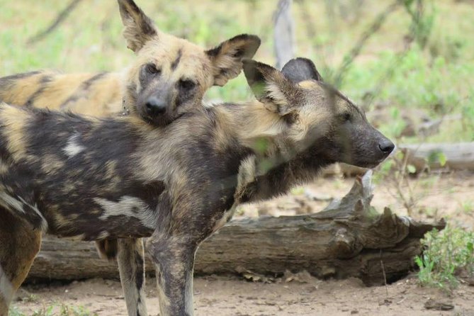 Open Vehical Safari in Kruger National Park Half Day - Reviews From Travelers Who Have Experienced the Open Vehicle Safari