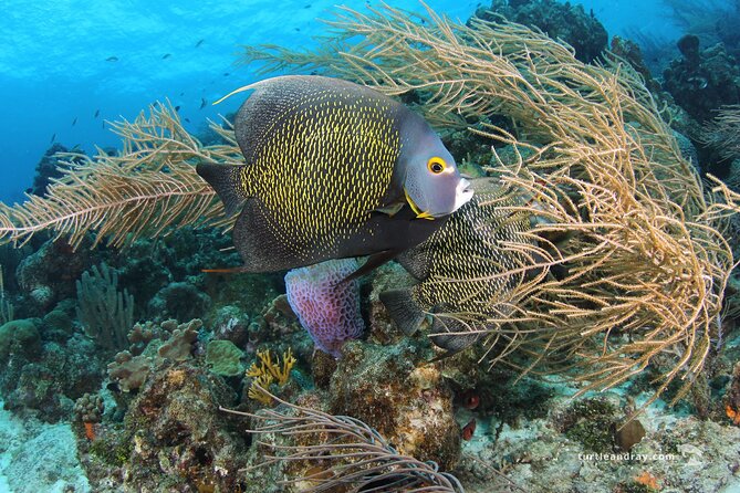 PADI Discover Scuba Dive - Questions
