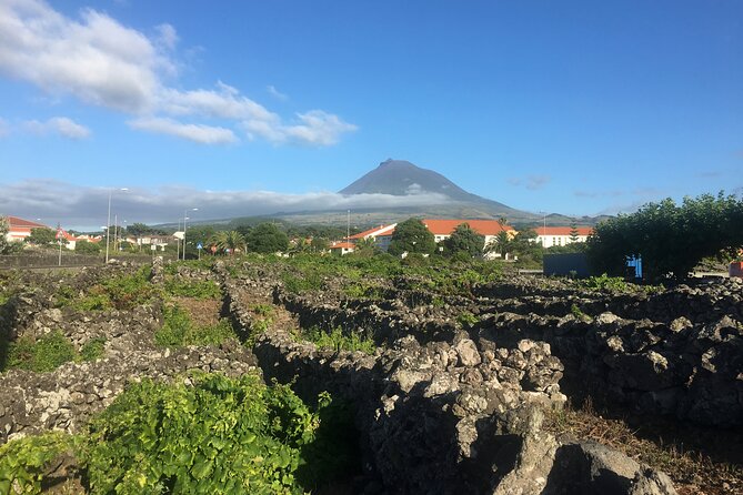 Pico Girl Power Wine Tour in the Azores Islands - Traveler Photos and Reviews