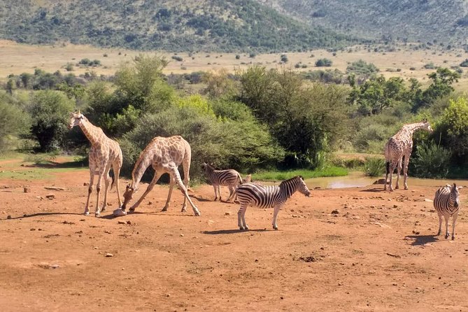 Pilanesberg and Sun City Tour - Sun City Discovery