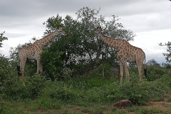 Pilanesberg Full Day Safari Private - Common Questions