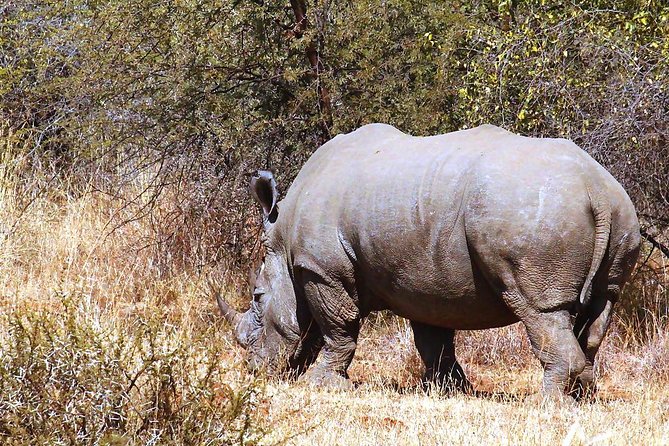 Pilanesberg National Park Full Day Safari From Johannesburg - The Sum Up