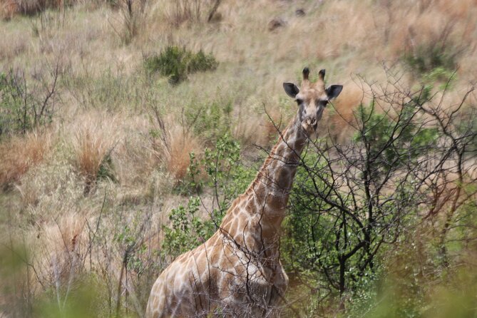 Pilanesberg Nature Reserve - Reviews