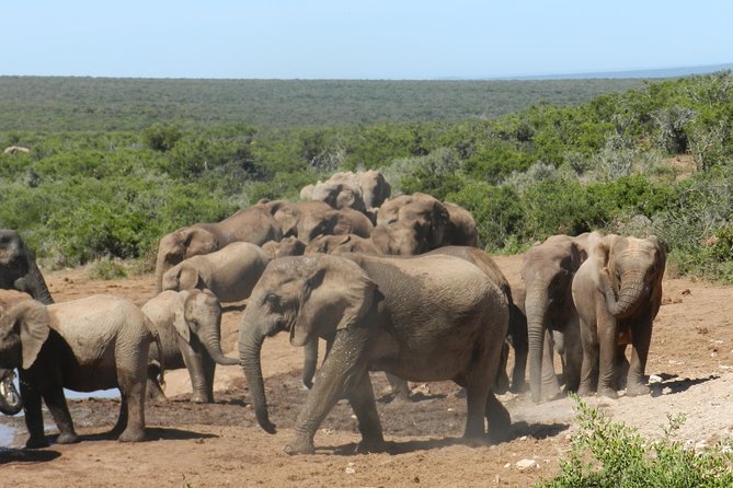Port Elizabeth Shore Excursion: Addo Elephant Full Day Safari &"Braai"Lunch(BBQ) - Common Questions