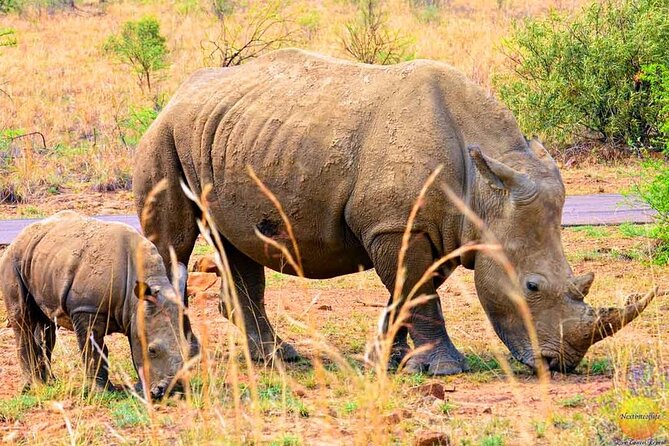 Pretoria Private Full-Day Pilanesberg Open-Vehicle Safari - Spotting the Big 5