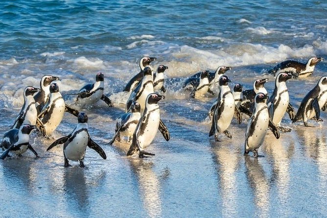Private 2-Day Cape Town Highlights: Robben Island,Table Mountain Tickets & Wine - Important Information