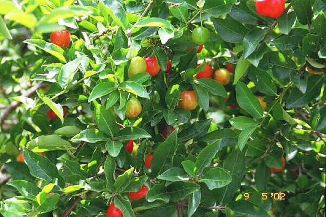 Private 3-5h Natural Herbs Tour, Shopping & Dinner at Ricks Cafe - Tour Itinerary