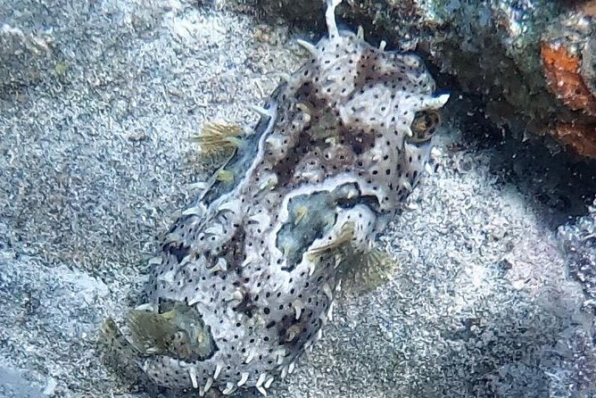 Private Full Day Guided Snorkeling or Diving Charter in St Thomas - Common Questions