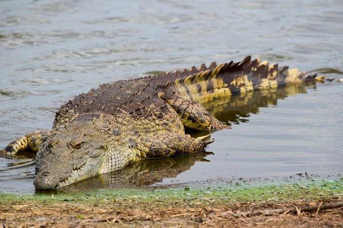 Private Full Day Safari L Kruger National Park From Hazyview or Skukuza - Expert Guide and Reviews