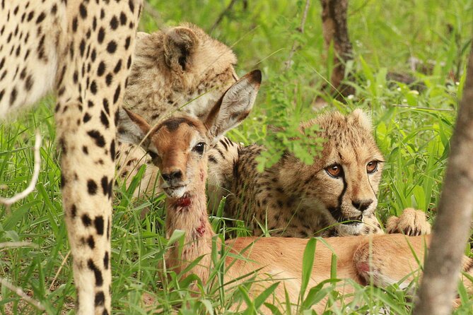Private Game Drive Safari in Hoedspruit - Additional Information for Your Safari