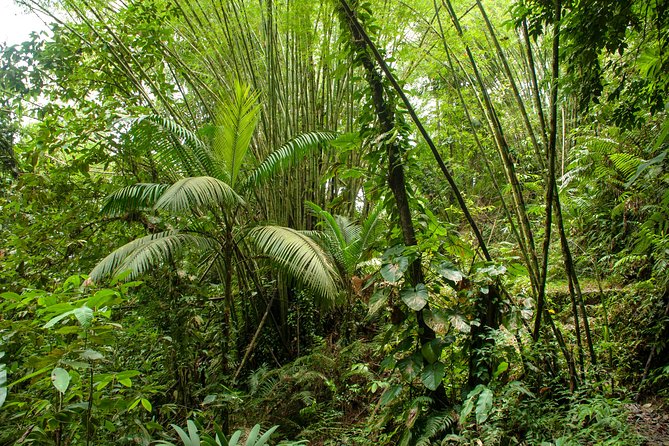 Rainforest Tour - Traveler Photos and Reviews