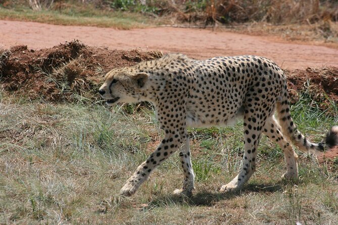 Rhino and Lion Park Guided Tour From Johannesburg - Cancellation Policy and Booking Details