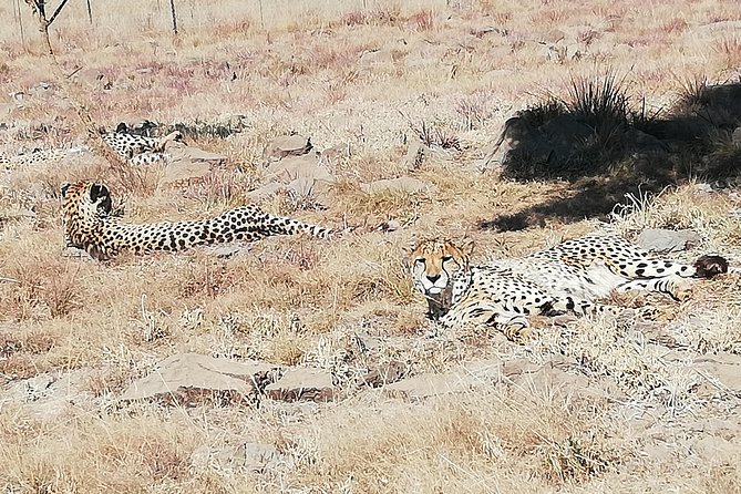 Rhino and Lion Park Half Day Safari From Johannesburg - Common Questions