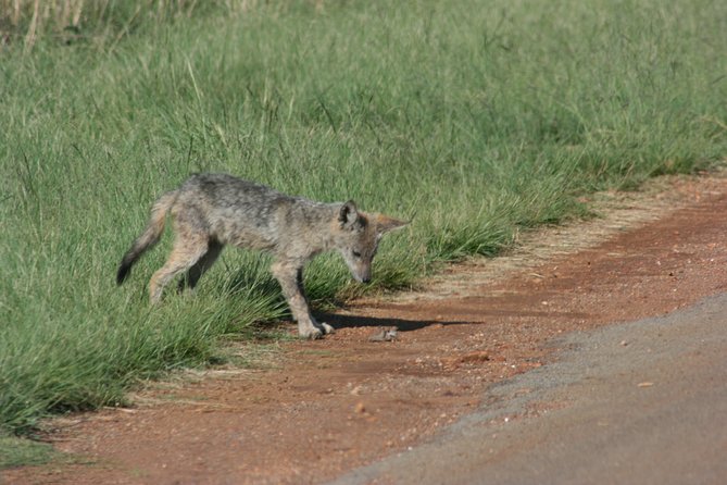 Rietvlei Nature Reserve Half-Day Tour From Pretoria, Every TUESDAY - Pricing and Inclusions for the Tour